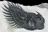 Spiny Delocare (Saharops) Trilobite - Excellent Shell Quality #108259-1